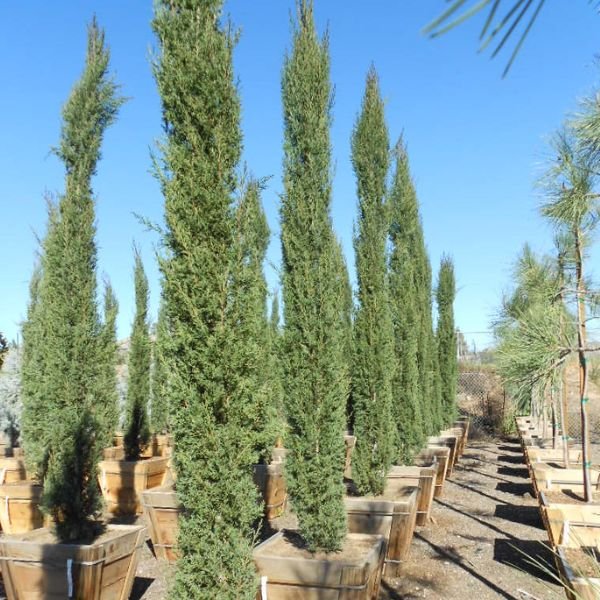 Detail view of Italian Cypress Tree (Cupressus sempervirens) showing plant structure and foliage.