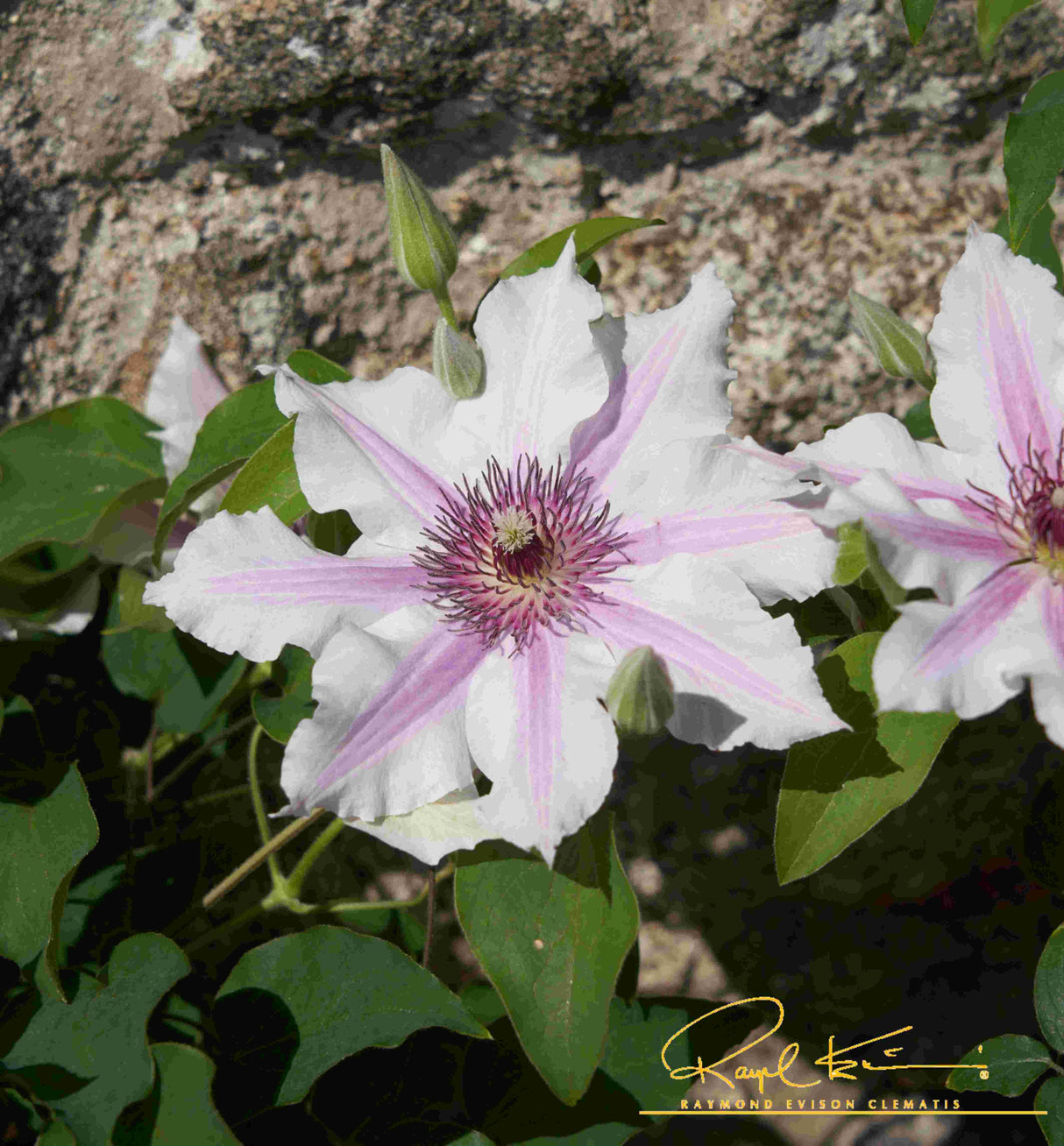 Ithemba™ Clematis