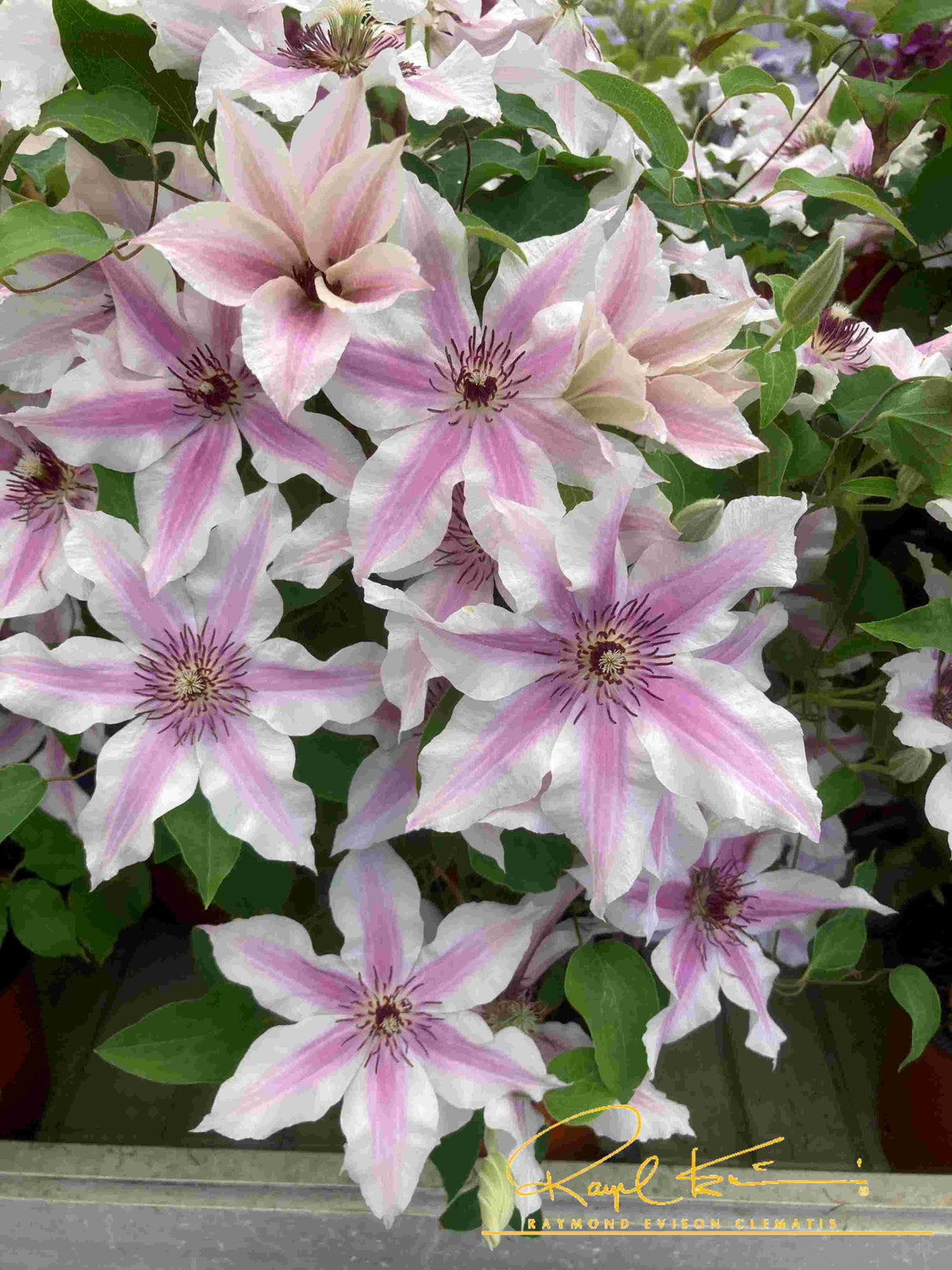Ithemba™ Clematis