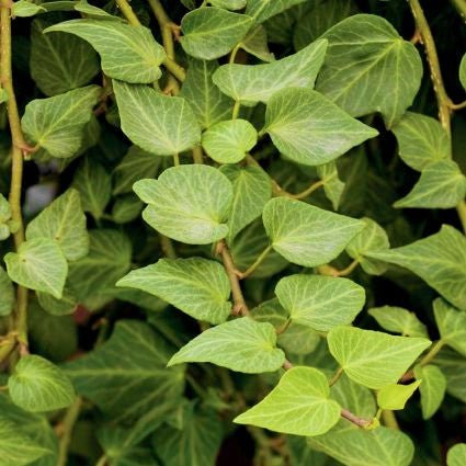 Evergreen foliage of English Ivy (Hedera helix) in a garden setting.