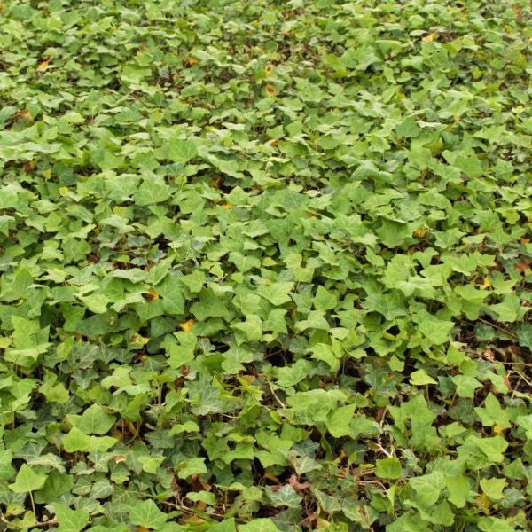 English Ivy (Hedera helix), a perennial featuring white, green flowers and evergreen.