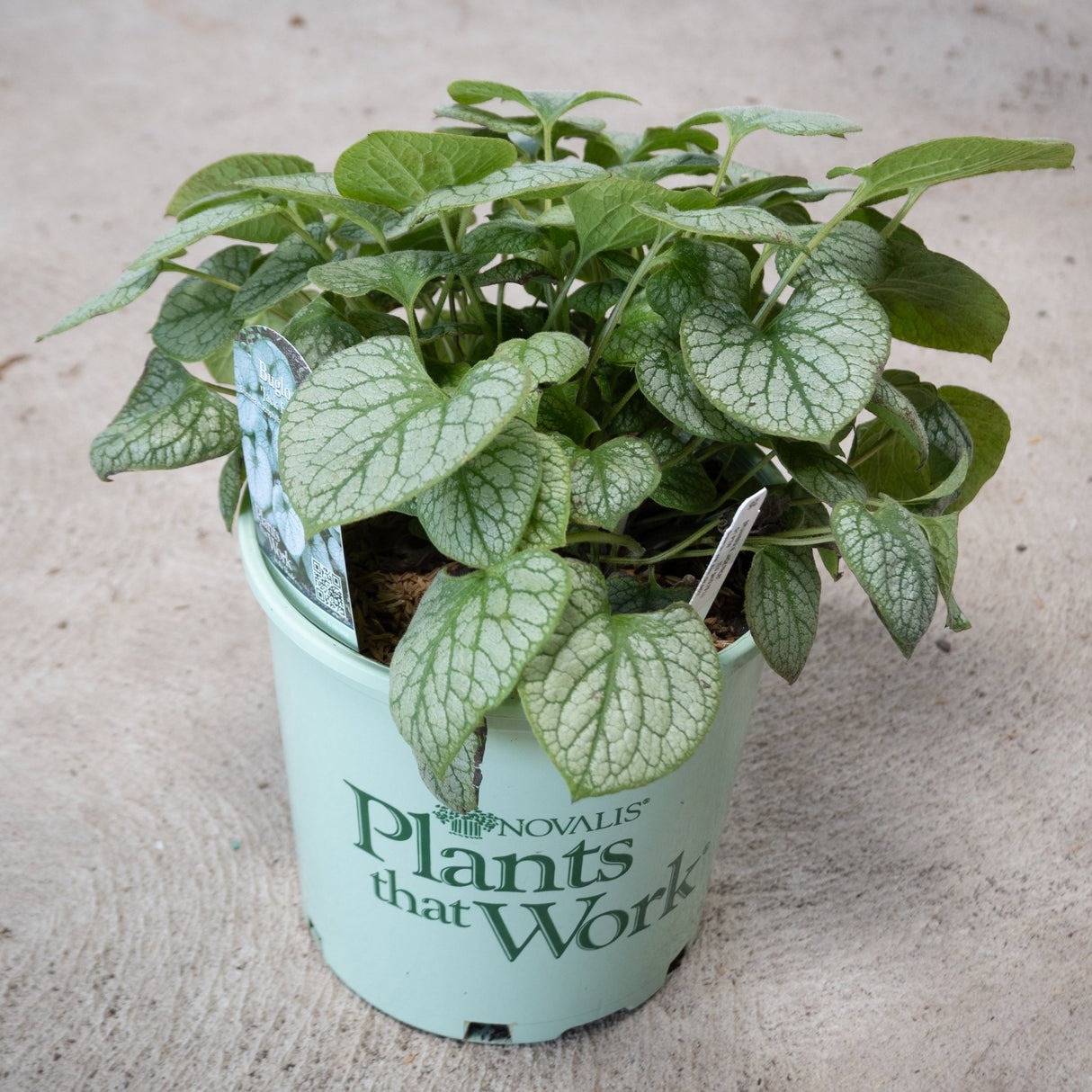 Jack Frost Brunnera in a #1 container showing silver and green heart-shaped foliage with prominent dark veining.