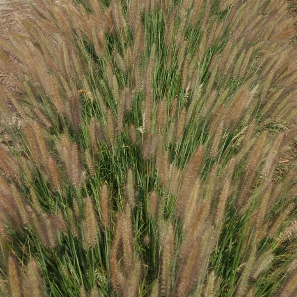 Jambalaya Fountain Grass (Pennisetum alopecuroides 'Jambalaya'), a perennial featuring perennial and clumping, erect form.