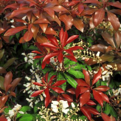 Pieris Mountain Fire (Pieris japonica 'Mountain Fire') growing in a garden landscape, showing mature shrub form.