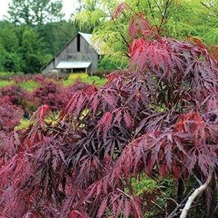 Deciduous foliage of Inaba Shidare Japanese Maple (Acer palmatum var. dissectum 'Inaba Shidare') in a garden setting.