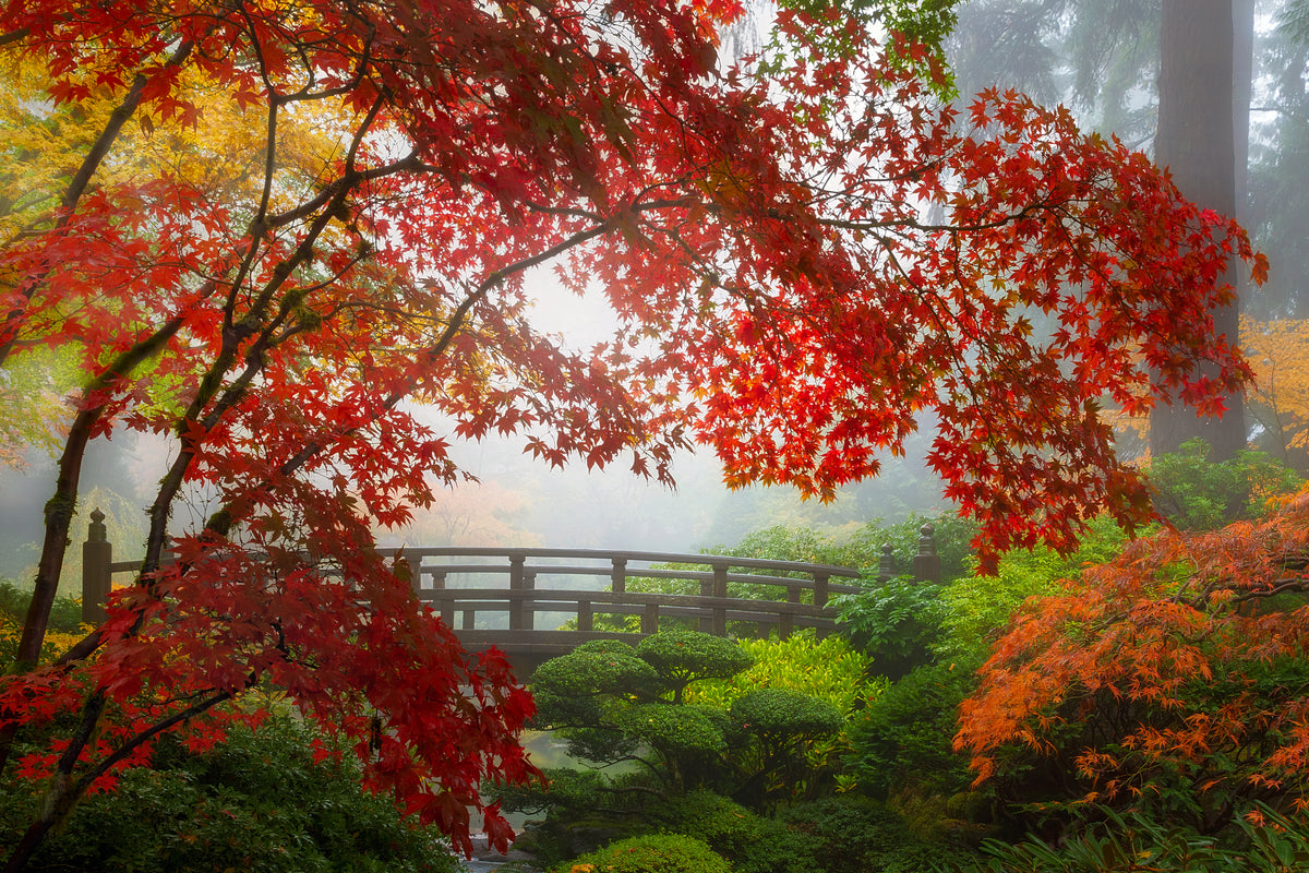 Misty Japanese garden with a curved wooden moon bridge framed by brilliant red Japanese maple trees in autumn.