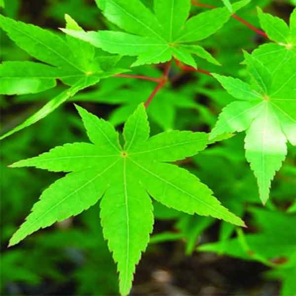 Ryusen Weeping Japanese Maple (Acer palmatum 'Ryusen'), a tree featuring deciduous and broad, dense form.
