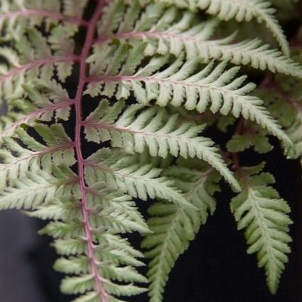 Japanese Painted Fern (Athyrium niponicum 'Pictum') planted in a residential landscape.