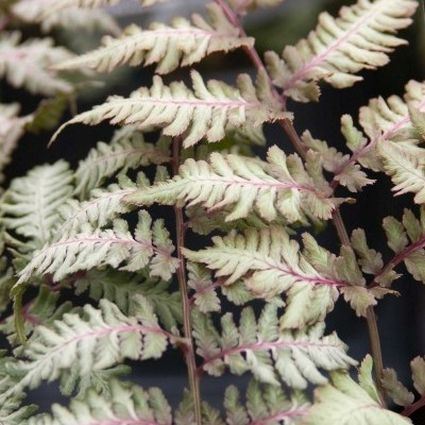 Perennial foliage of Japanese Painted Fern (Athyrium niponicum 'Pictum') in a garden setting.