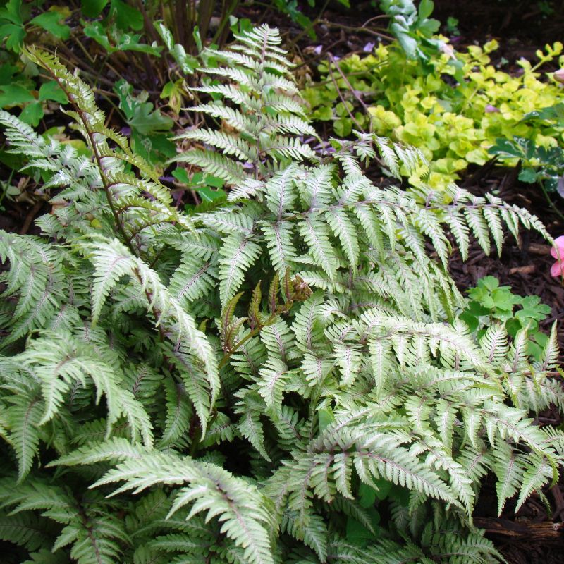 Japanese Painted Fern (Athyrium niponicum 'Pictum'), a perennial featuring perennial and arching, clumping form.