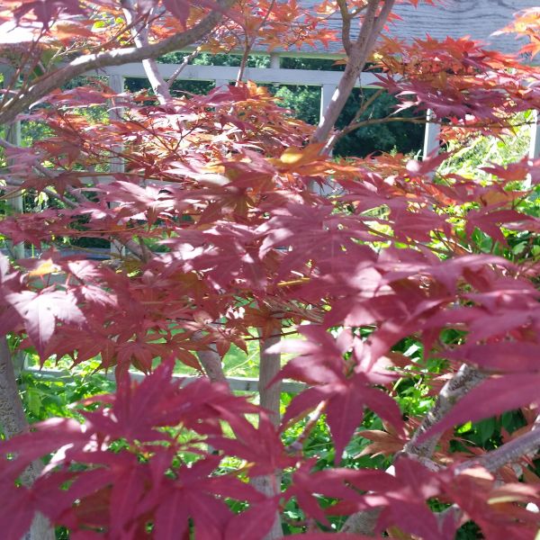 Close-up of red acer flowers on Japanese Red Maple Tree blooming in late spring.
