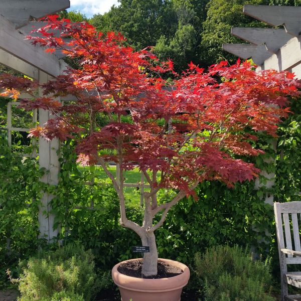 Deciduous foliage of Japanese Red Maple Tree (Acer palmatum 'Atropurpureum') in a garden setting.