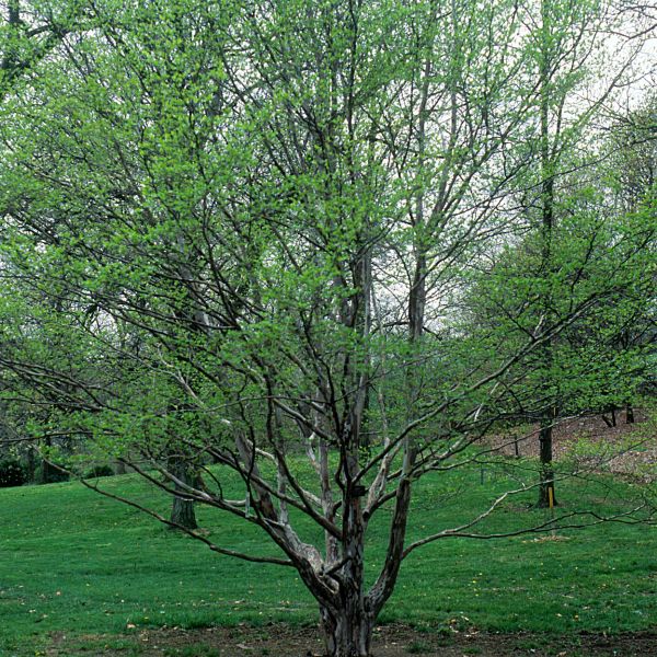 Japanese Stewartia (Stewartia pseudocamellia), a tree featuring orange, white flowers and ascending, dense form.