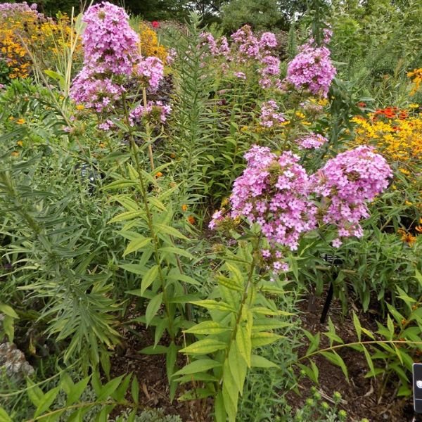 Jeana Tall Garden Phlox Blooms
