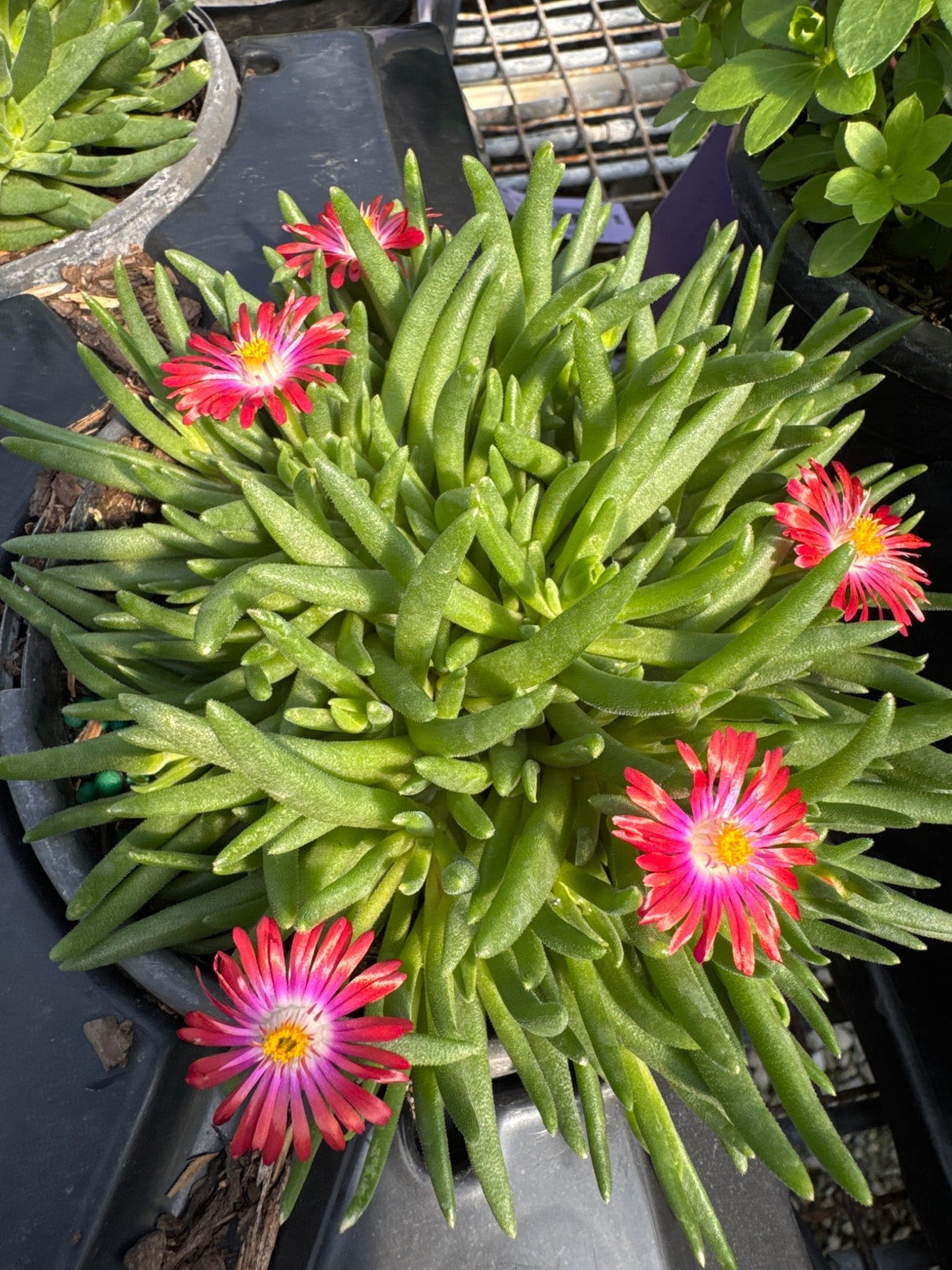 Jewel Of Desert Garnet Ice Plant displays vibrant red and white daisy-like flowers with yellow centers above thick succulent finger-shaped green.