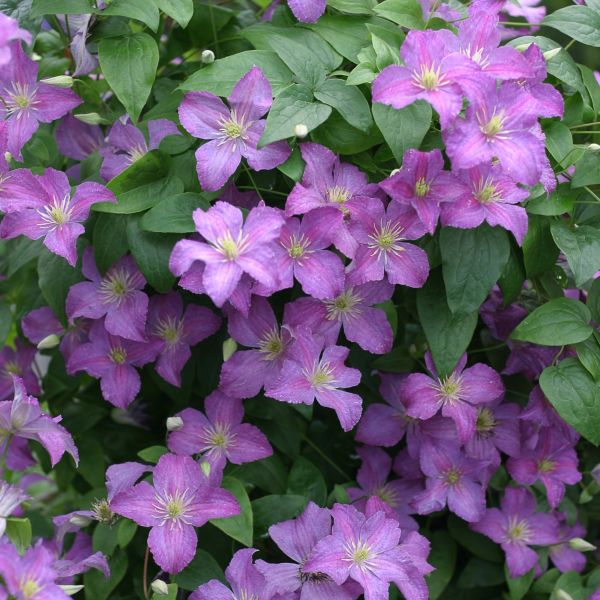 Jolly Good™ Clematis