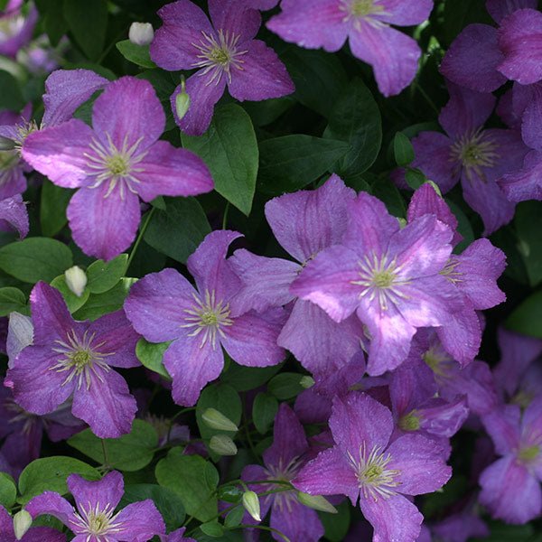 Jolly Good™ Clematis