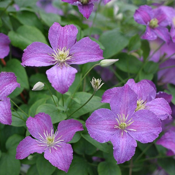 Jolly Good™ Clematis