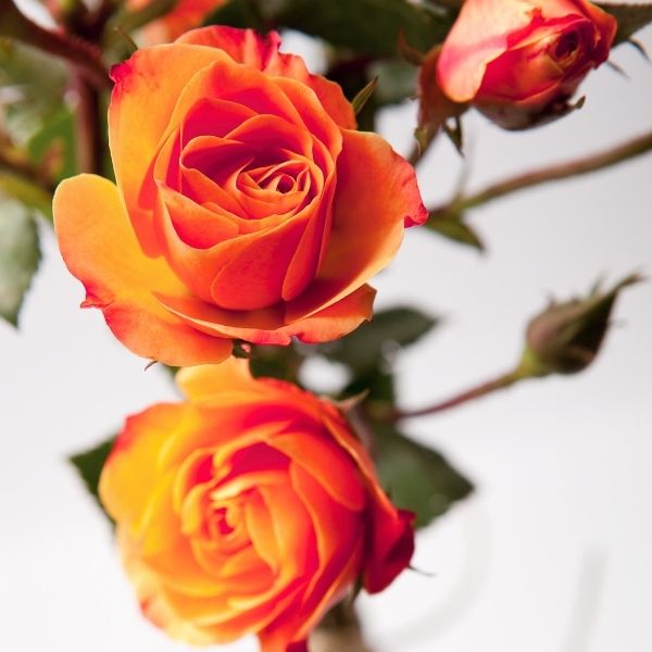 Joseph's Coat Climbing Rose