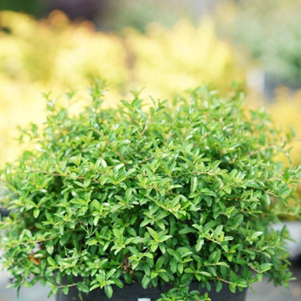 Juke Box™ Pyracomeles (xPyracomeles 'NCXP1'), a shrub featuring evergreen.