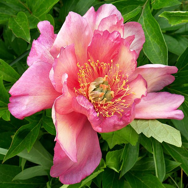 Julia Rose Itoh Peony (Paeonia x 'Julia Rose'), a perennial featuring pink flowers and perennial.