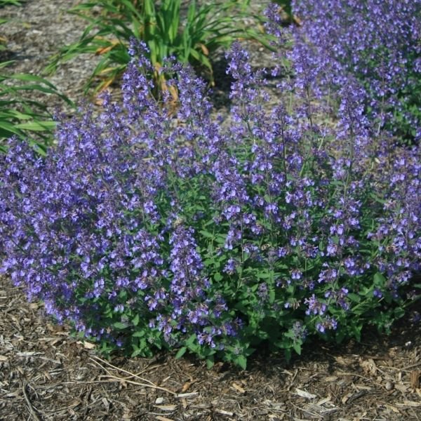 Junior Walker™ Catmint