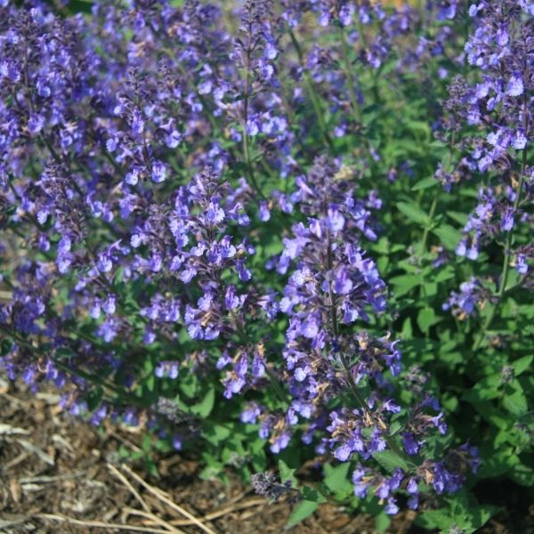 Junior Walker™ Catmint
