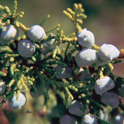 Detail view of Blue Arrow Juniper Tree (Juniperus scopulorum 'Blue Arrow') showing plant structure and foliage.