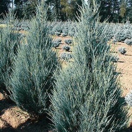 Blue Arrow Juniper Tree (Juniperus scopulorum 'Blue Arrow'), a tree featuring evergreen and columnar, erect form.