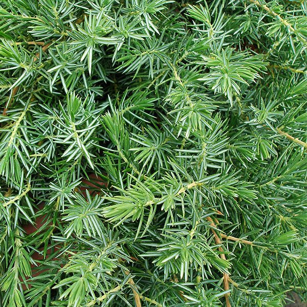 Detail view of Blue Pacific Juniper Bush (Juniperus conferta 'Blue Pacific') showing plant structure and foliage.