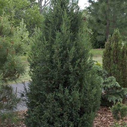 Detail view of Blue Point Juniper (Juniperus chinensis 'Blue Point') showing plant structure and foliage.