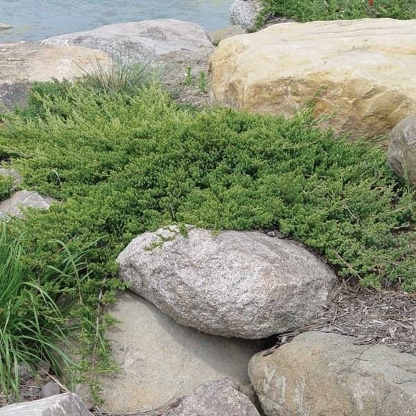 Blue Rug Juniper Bush (Juniperus horizontalis 'Wiltonii'), a shrub featuring evergreen and creeping, prostrate form.