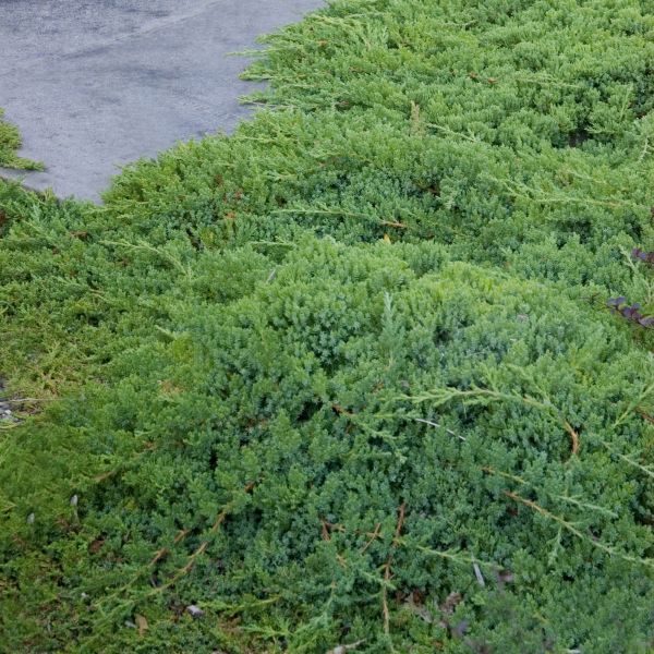Evergreen foliage of Dwarf Japanese Garden Juniper (Juniperus procumbens 'Nana') in a garden setting.