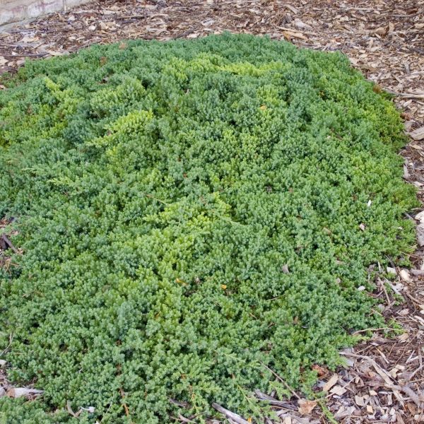 Dwarf Japanese Garden Juniper (Juniperus procumbens 'Nana'), a shrub featuring evergreen and dense, mounding form.