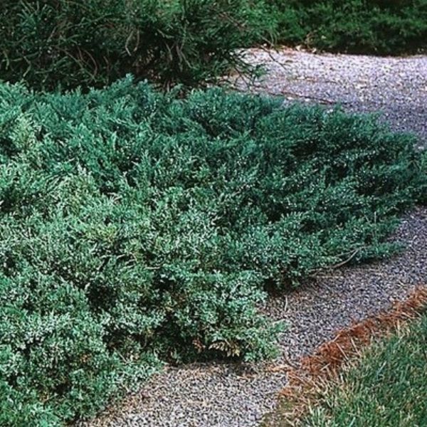 Detail view of Green Sargent Juniper (Juniperus chinensis sargentii 'Viridis') showing plant structure and foliage.