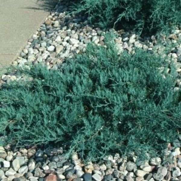 Grey Owl Juniper Bush (Juniperus virginiana 'Grey Owl'), a shrub featuring evergreen and ascending, horizontal form.