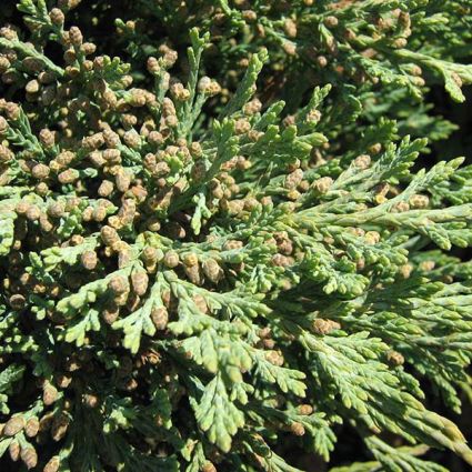 Detail view of Hughes Juniper Bush (Juniperus horizontalis 'Hughes') showing plant structure and foliage.