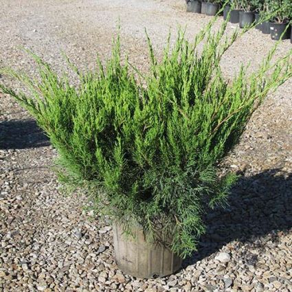 Evergreen foliage of Hughes Juniper Bush (Juniperus horizontalis 'Hughes') in a garden setting.