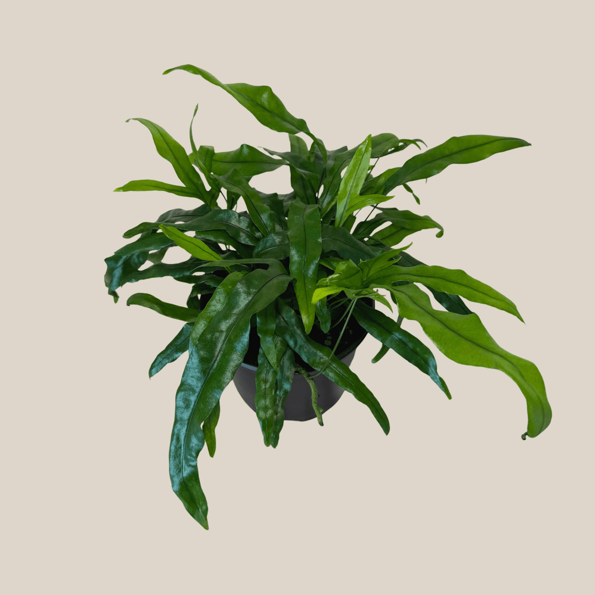 Kangaroo Paw Footed Fern in a 6 inch pot, view 3