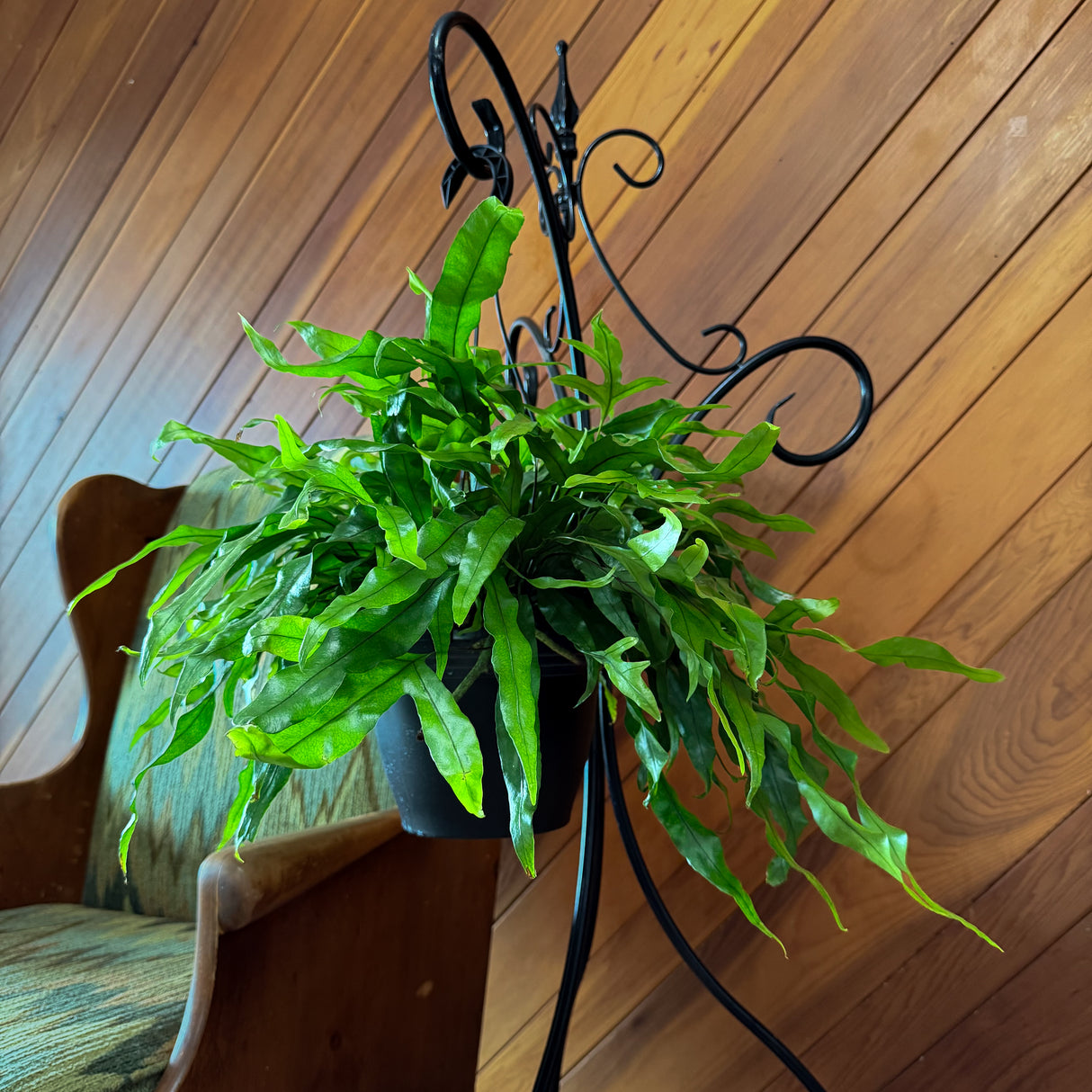 Kangaroo Paw Footed Fern in an 8 inch hanging basket