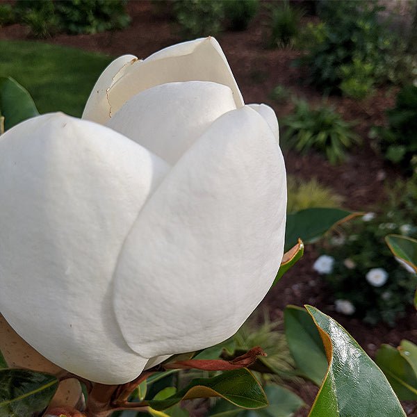 Kay Parris Magnolia Tree (Magnolia grandiflora 'Kay Parris'), a tree featuring white flowers and broad-leaved evergreen.