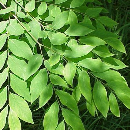 Close-up of white gymnocladus flowers on Kentucky Coffee Tree blooming in late spring.