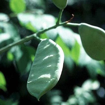 Deciduous foliage of Kentucky Coffee Tree (Gymnocladus dioicus) in a garden setting.