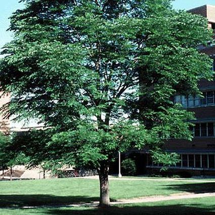 Kentucky Coffee Tree (Gymnocladus dioicus), a tree featuring white flowers and deciduous.