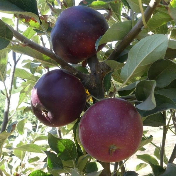 King David Apple Tree - Nature Hills Nursery - Paper Pot 4 - 5 Feet Semi - Dwarf Height -