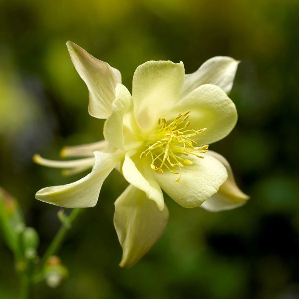 Kirigami™ Yellow Columbine (Aquilegia caerulea 'Yellow'), a perennial featuring yellow flowers and perennial.