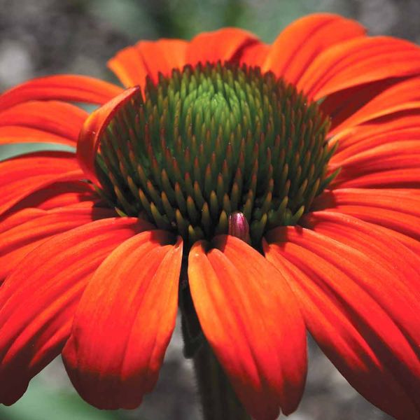 Kismet® Intense Orange Coneflower Close up Bloom