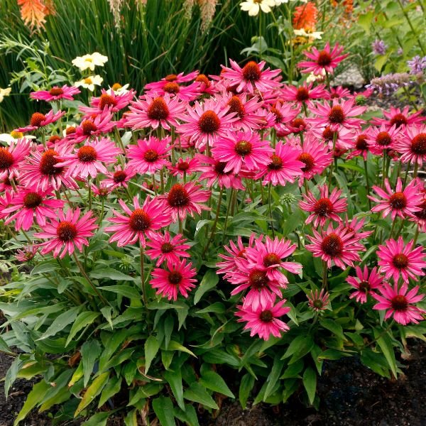 Kismet Raspberry Coneflower Flowers