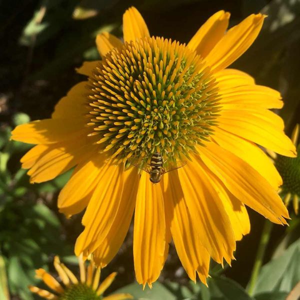 Kismet® Yellow Coneflower Close up Bloom