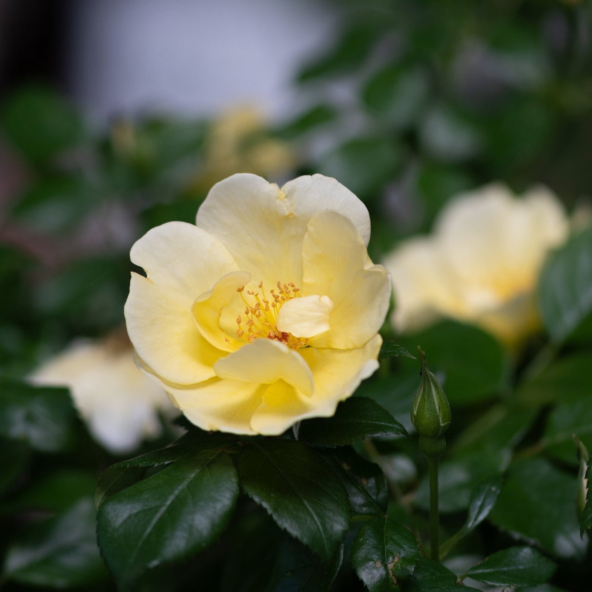 Yellow Knock Out Easy Bee-zy Shrub Rose bloom with golden stamens and dark green foliage in a garden setting.